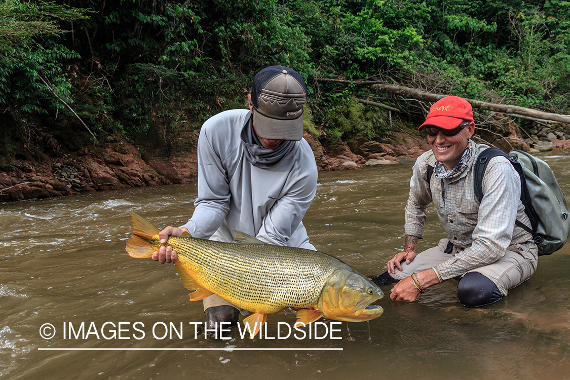 Flyfishing for Golden Dorado in Bolivia.