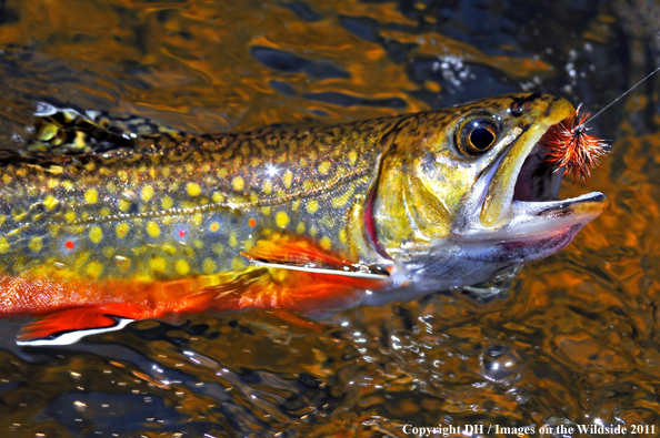 Brook trout. 