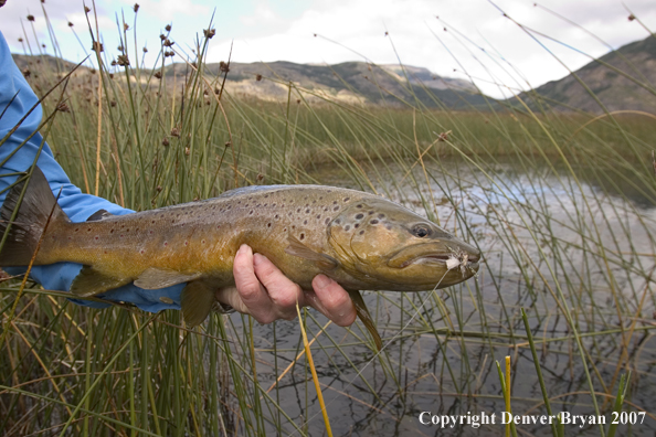 Flyfisherman holding/releasing brown trout.  Closeup of trout.