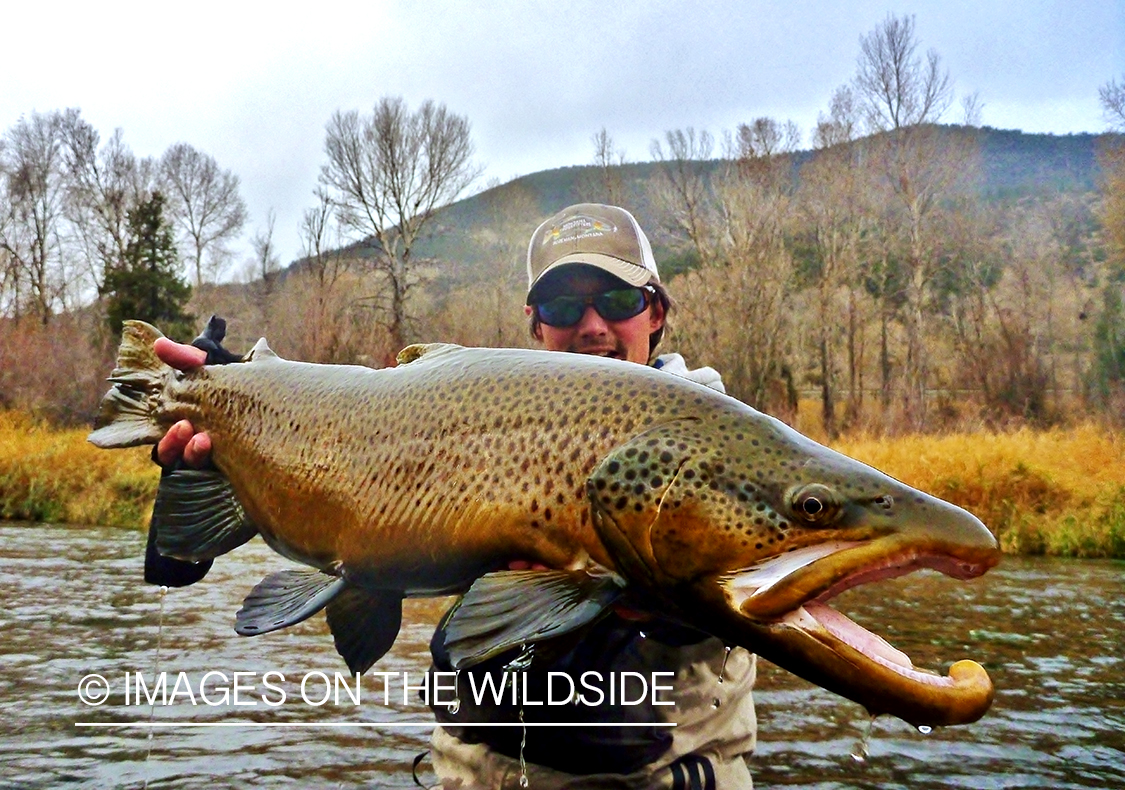 Flyfisherman with brown trout.