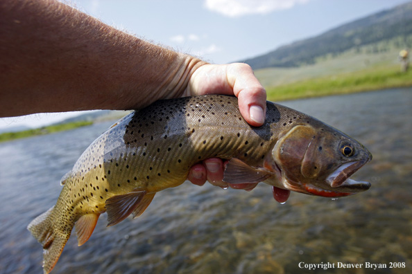 Cutthroat trout