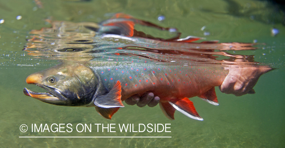 Dolly Varden in Alaska.