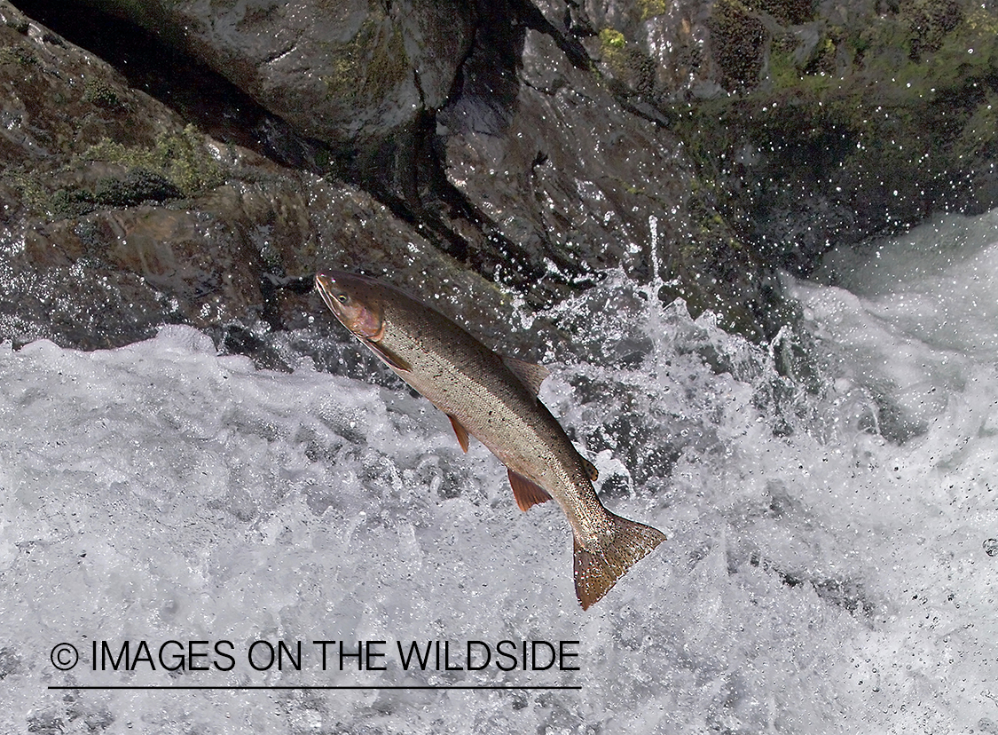 Steelhead fish jumping up stream during migration. 