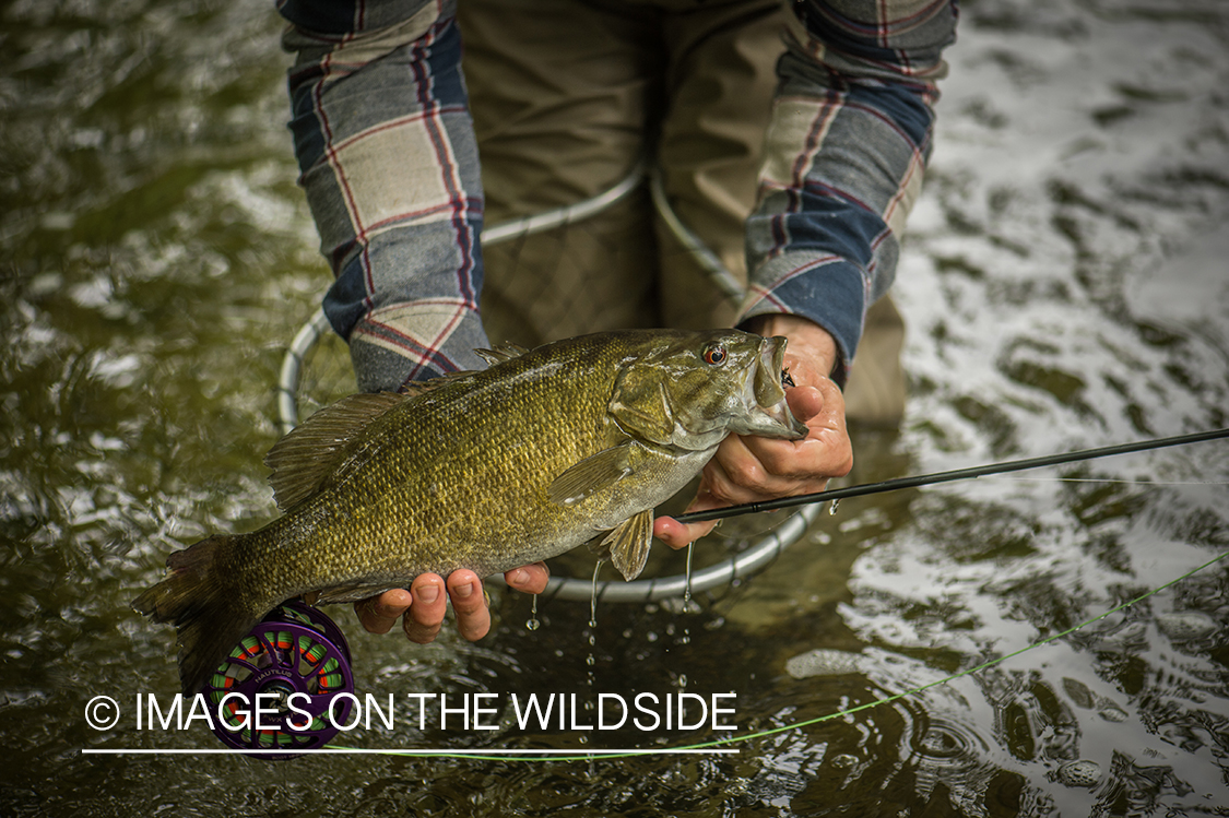 Flyfisherman with smallmouth bass.