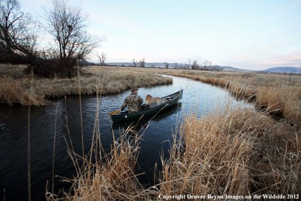 Duck hunter and yellow labrador retriever in canoe. 