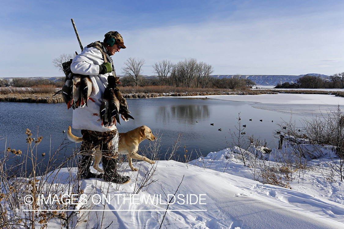 Waterfowl hunter and yellow labrador with bagged mallards in field.