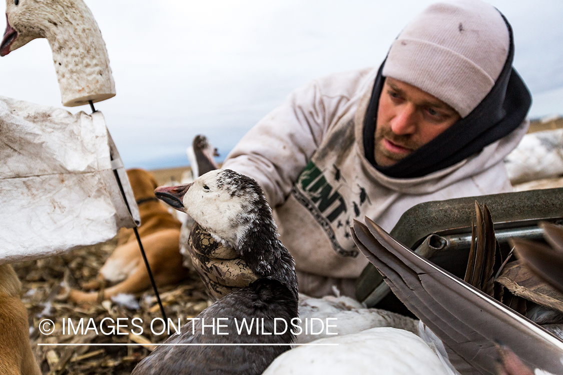 Hunter in field with newly bagged geese.