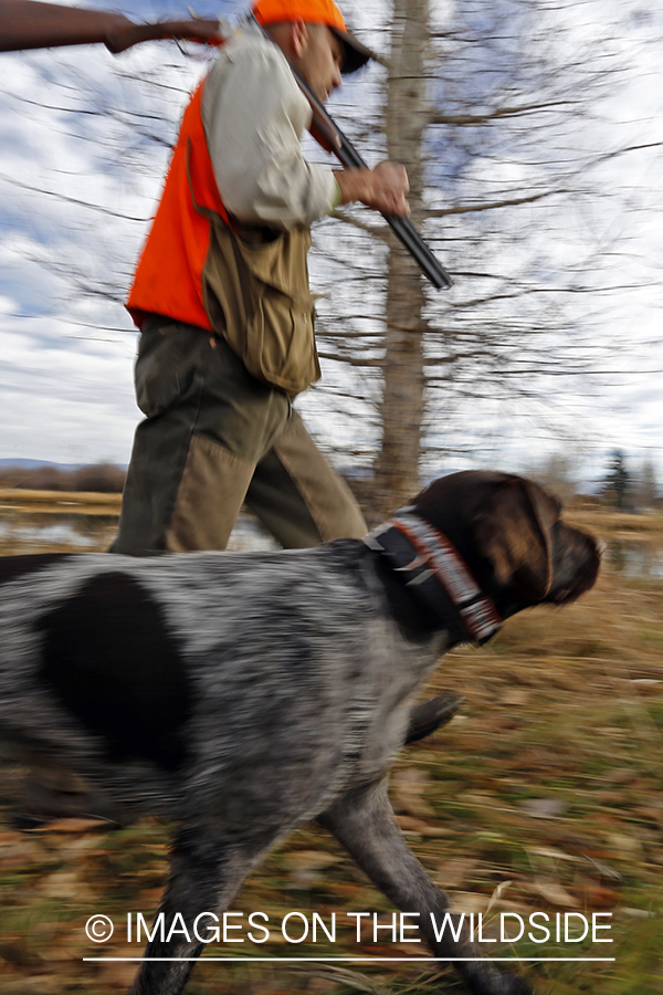 Upland game bird hunter in field with Griffon Pointer.