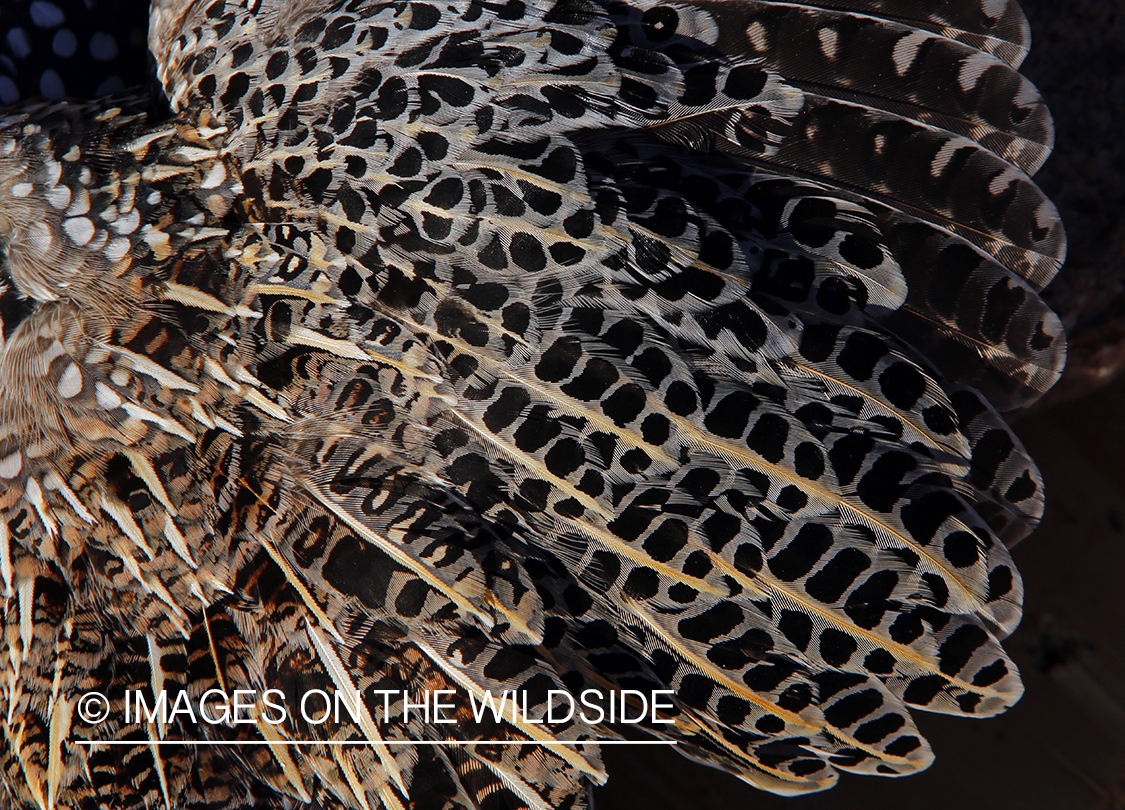 Bagged Mearns quail.