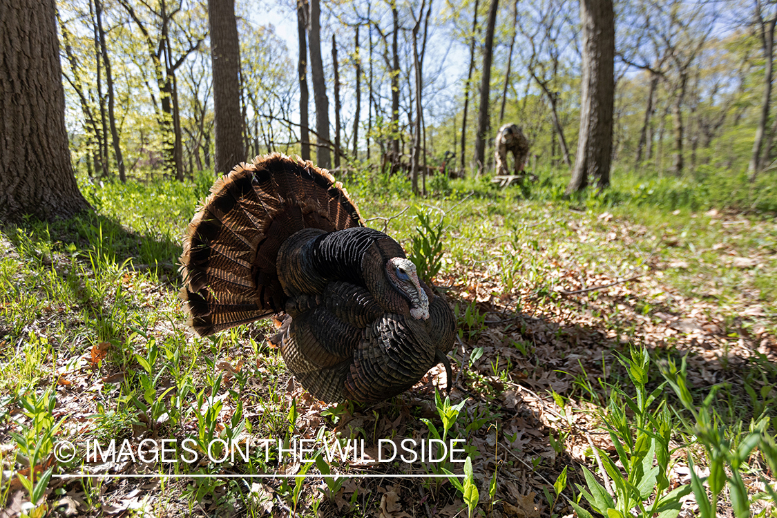 Hunter setting up turkey decoy.