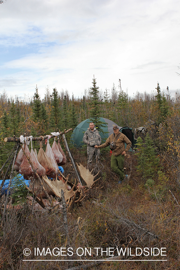 Hunters in camp with butchered moose. 