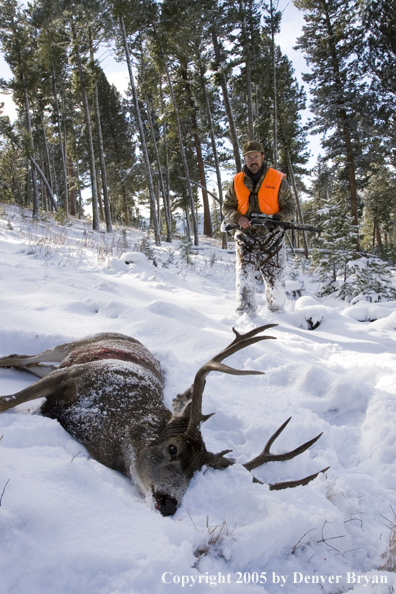 Mule deer hunter walking towards downed buck.