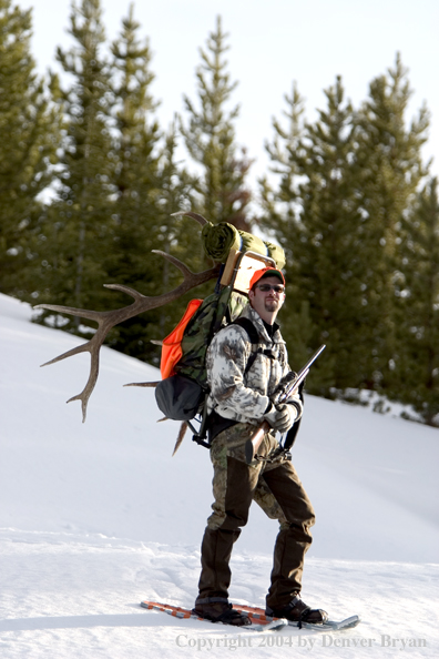 Big game hunter packing elk rack out on snowshoes.