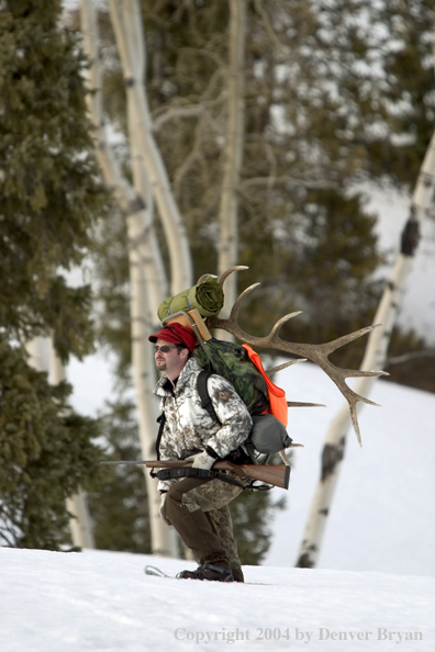 Big game hunter packing elk rack out on snowshoes.