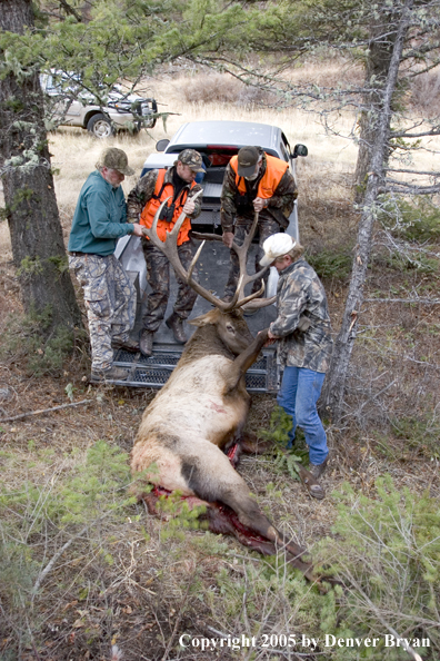  Elk hunters dragging bagged elk into truck.