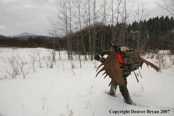 Moose hunter in field