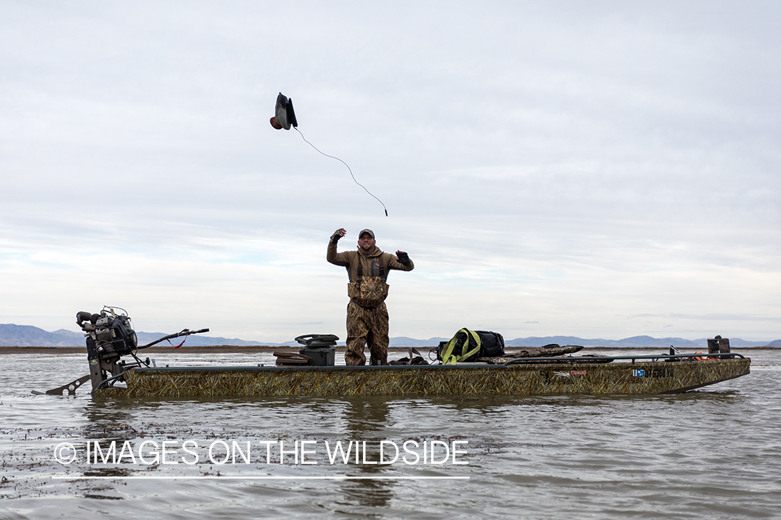 Hunting Tundra Swans and Ducks in Bear River region in Utah.