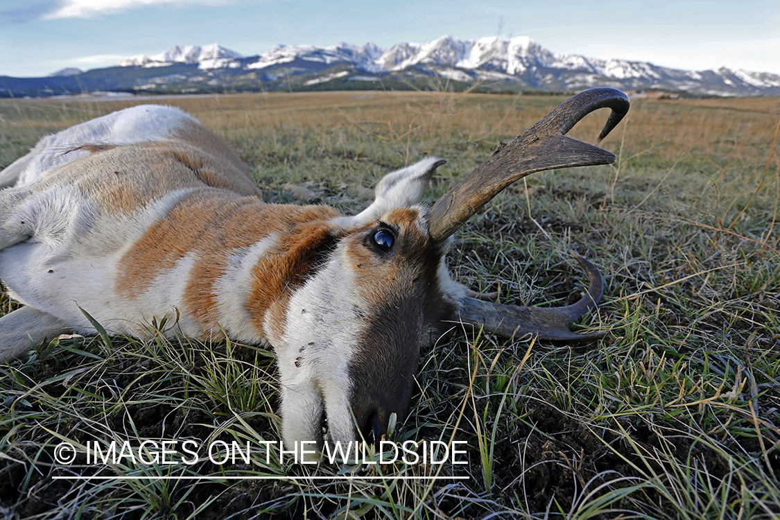 Recently downed antelope buck in field. 