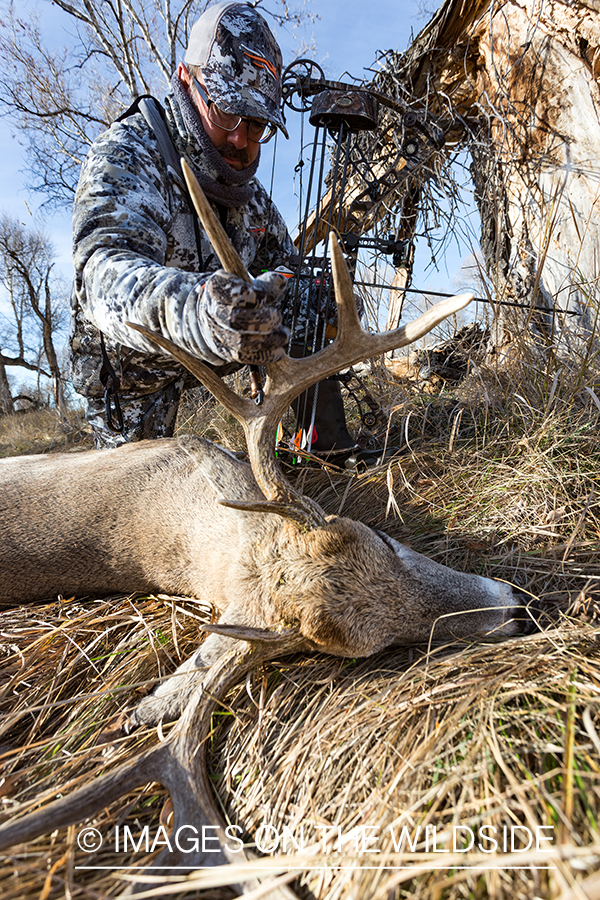 Bow hunter with downed white-tailed deer.