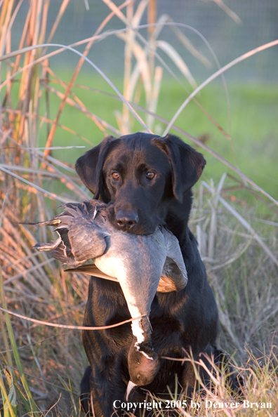 Black Labrador Retriever in field with bagged pintail drake.