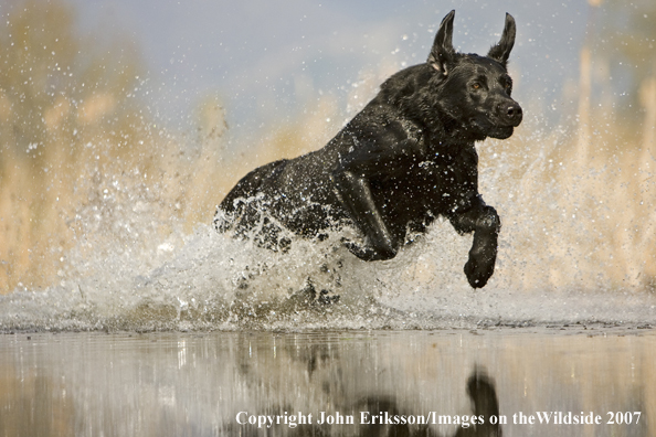 Black Labrador Retriever