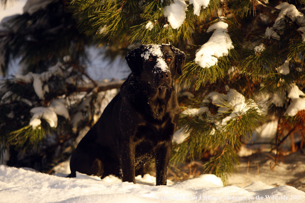 Black Labrador Retriever in field