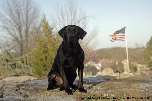 Black Labrador Retriever in field