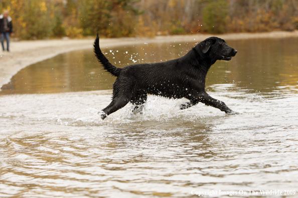 Black Labrador Retriever