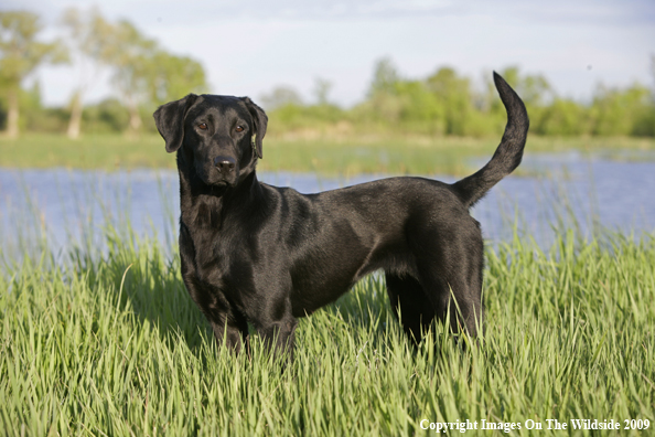 Black Labrador Retriever in field