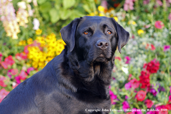 Black Labrador Retriever 