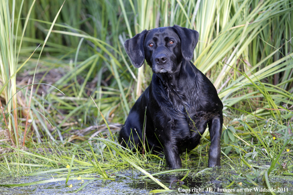 Black Labrador Retriever.