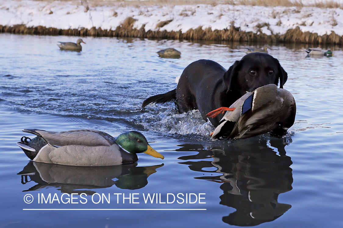 Black Labrador retrieving bagged mallard.