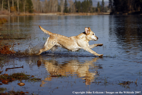 Yellow Labrador Retriever in field