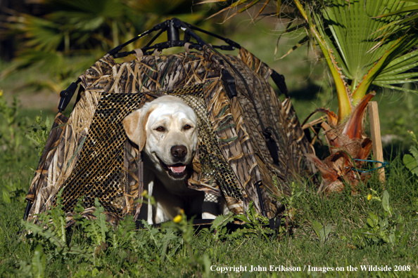 Yellow Labrador Retriever in field