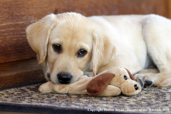 Yellow Labrador Retriever Puppy with toy