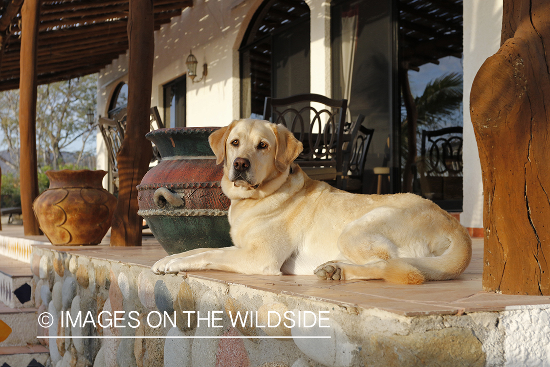 Yellow lab on deck.