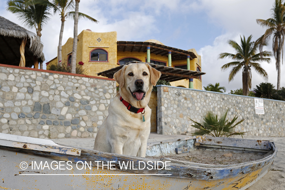 Yellow lab sitting in boat.