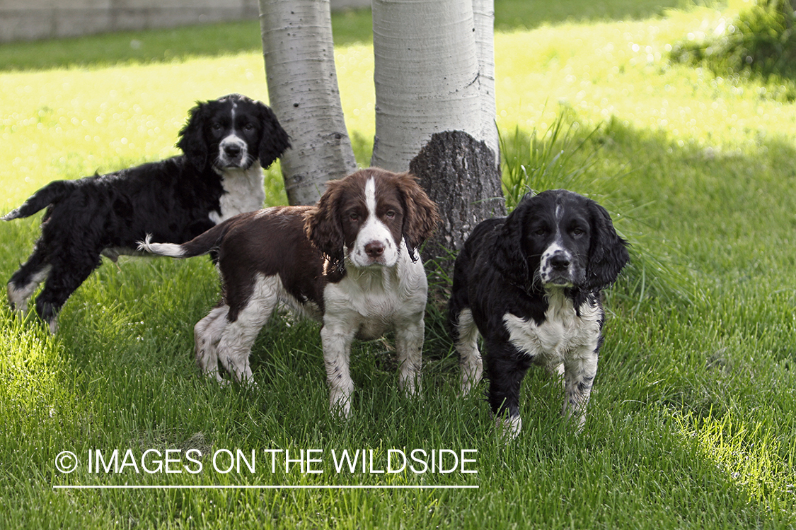 English Springer Spaniel Puppies