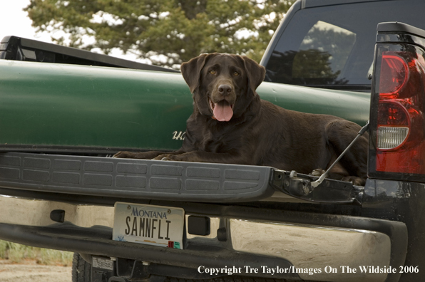 Chocolate Labrador Retriever.