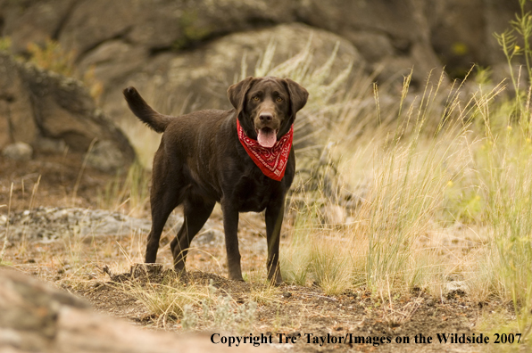 Chocolate labrador