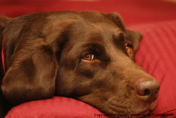 Chocolate Labrador Retriever 