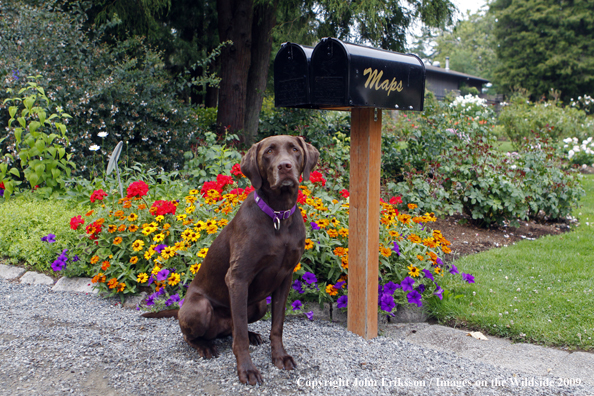 Chocolate Labrador Retriever