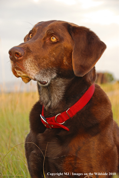 Chocolate Labrador Retriever