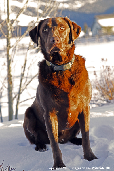 Chocolate Labrador Retriever