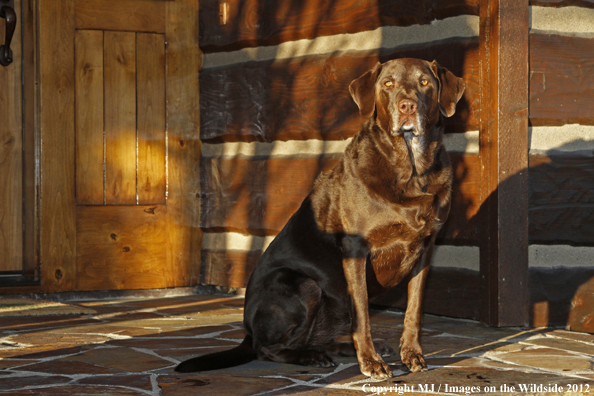 Chocolate Labrador Retriever.