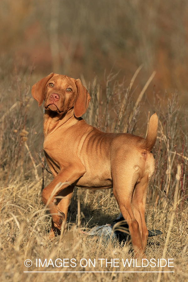 Vizsla retrieving fowl.