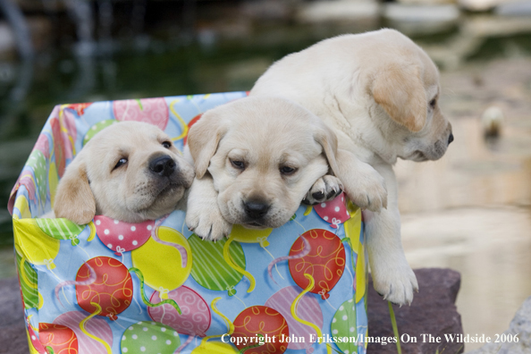 Yellow Labrador Retriever puppies.