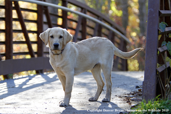 Yellow Labrador Retriever puppy