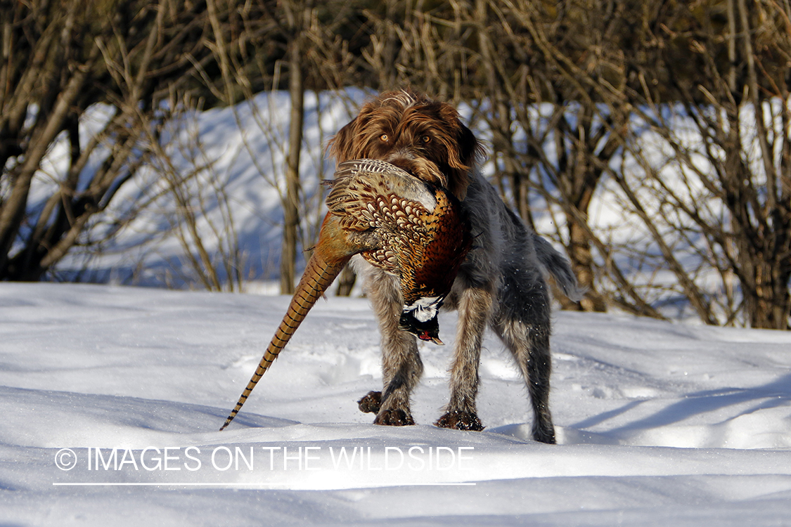 Wirehaired Pointing Griffon retrieving pheasant in snow.