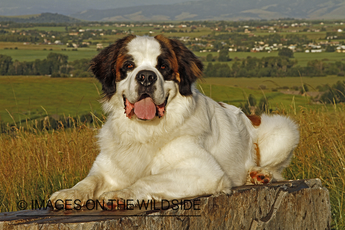 St. Bernard